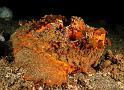 21 Estuarine Stonefish